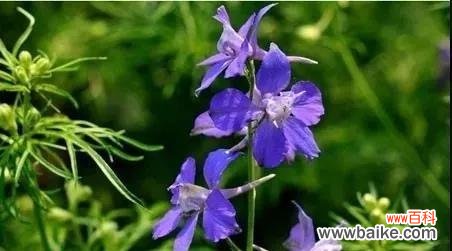 鸽子花的花语含义是什么？如何正确理解鸽子花的象征意义？