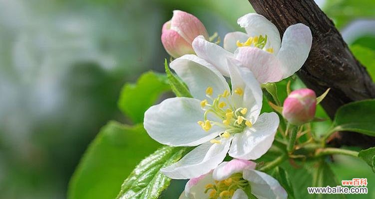 甘棠象征意义是什么?甘棠在文化中扮演什么角色?