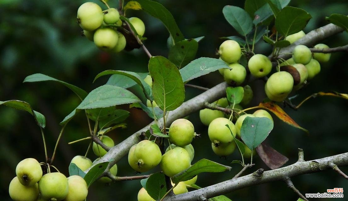 甘棠象征意义是什么?甘棠在文化中扮演什么角色?