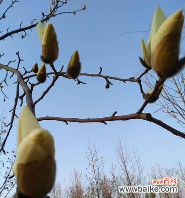 甘棠象征意义是什么?甘棠在文化中扮演什么角色?