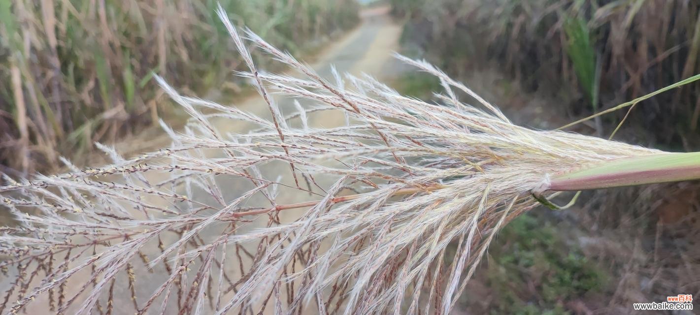 甘蔗开花真的会发生吗?开花预兆与寓意是什么?
