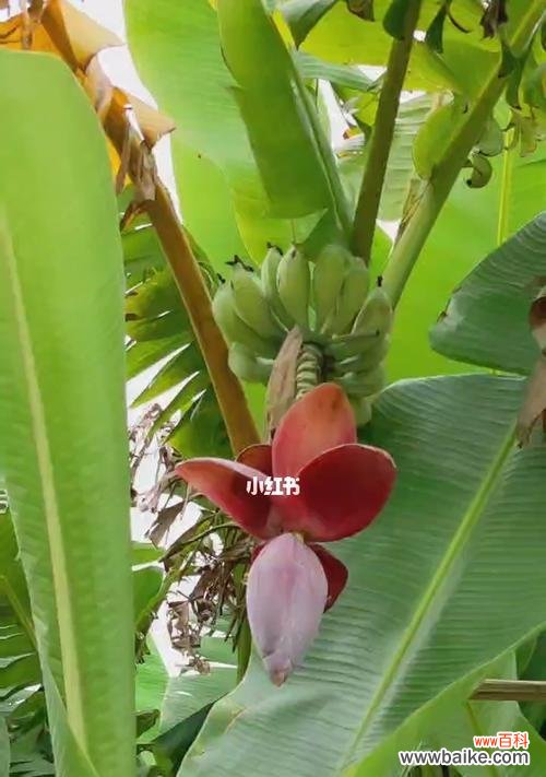 甘蔗开花真的会发生吗?开花预兆与寓意是什么?