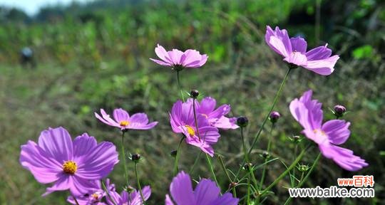 格桑花的花语是什么?格桑花代表的含义有哪些?