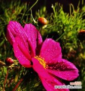 格桑花代表什么？格桑花的花语和寓意有哪些？