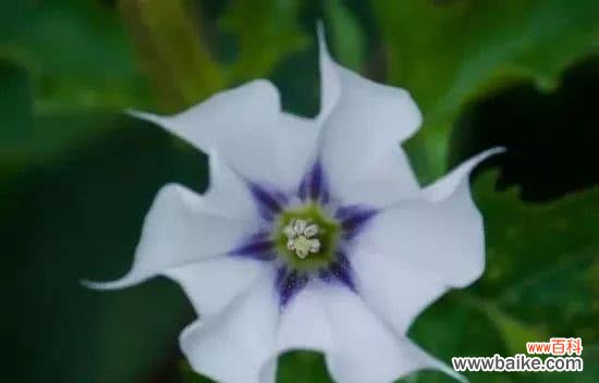 揭秘曼陀罗的神秘面纱 曼陀罗花语与寓意