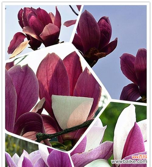 探寻紫玉兰花的内涵 紫玉兰花的花语