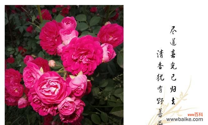 从颜色到含义,一一解析粉红和黄色蔷薇花语 粉红蔷薇和黄色蔷薇花花语解析