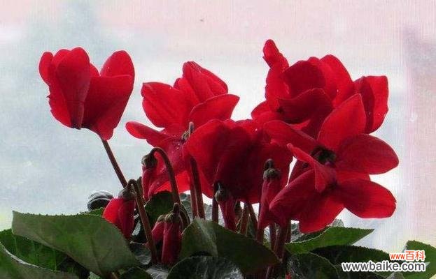 揭秘仙客来花语的寓意与象征，全方位解读 解读仙客来花语，寓意深刻