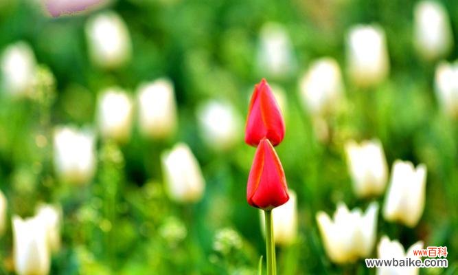 探索黑郁金香的神秘与浪漫 黑郁金香花语