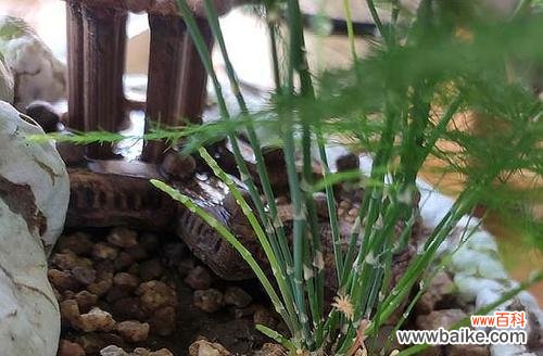 一种低调而高雅的生命力/文竹花语与故事探究 文竹之恬静与沉淀