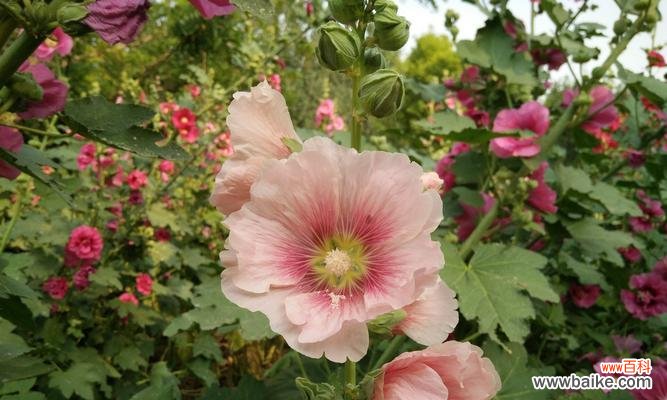 美丽花朵的心语和神话故事 蜀葵的花语与传说