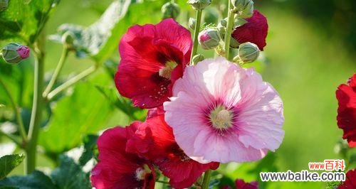 美丽花朵的心语和神话故事 蜀葵的花语与传说