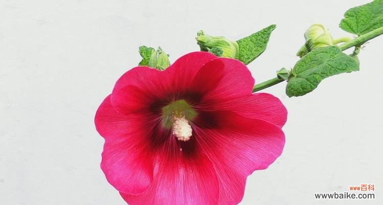 美丽花朵的心语和神话故事 蜀葵的花语与传说