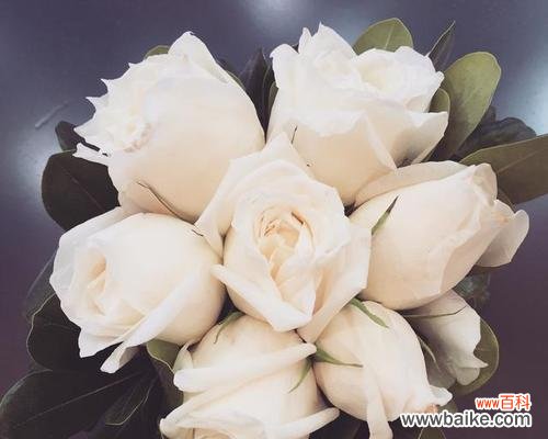 11朵白玫瑰所表达的含义和文化背景 11朵白玫瑰的花语