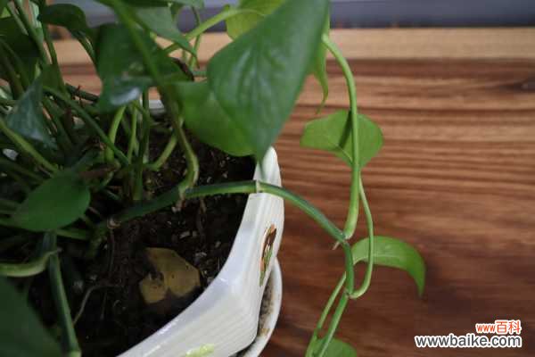 绿萝叶子长黄斑怎么办