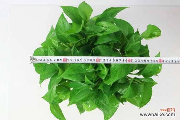 绿萝叶子长黄斑怎么办