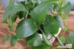 绿萝叶子开裂怎么办