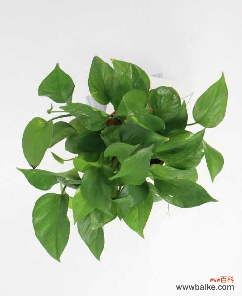 绿萝叶子卷起来怎么办