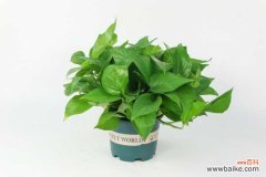 绿萝叶子卷起来怎么办