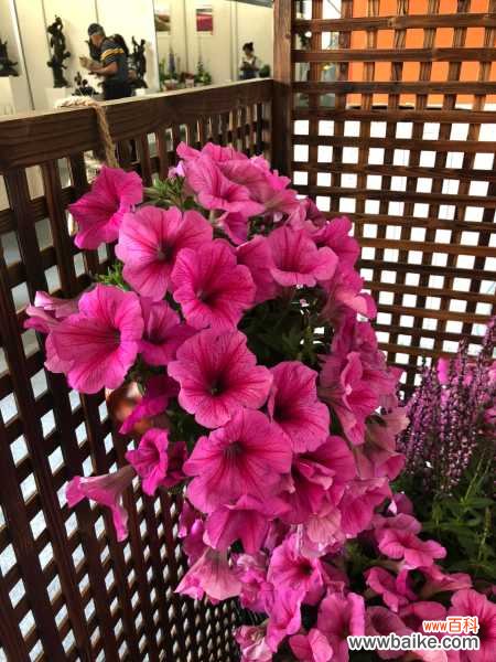 矮牵牛为什么不开花