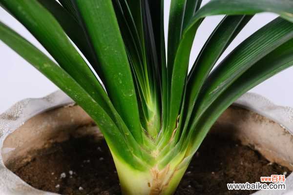 君子兰叶子太长怎么办