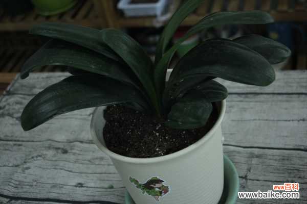 君子兰叶子太长怎么办