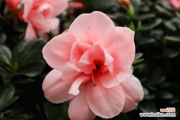 杜鹃花叶子下垂怎么办