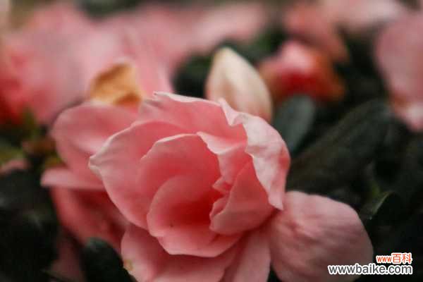 杜鹃花叶子下垂怎么办