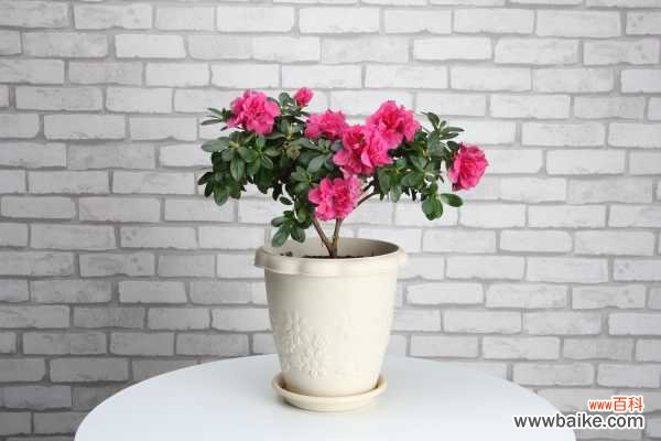 杜鹃花冻了怎么办