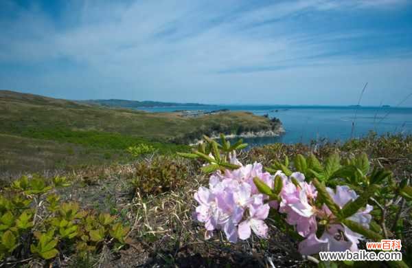 杜鹃花冻了怎么办