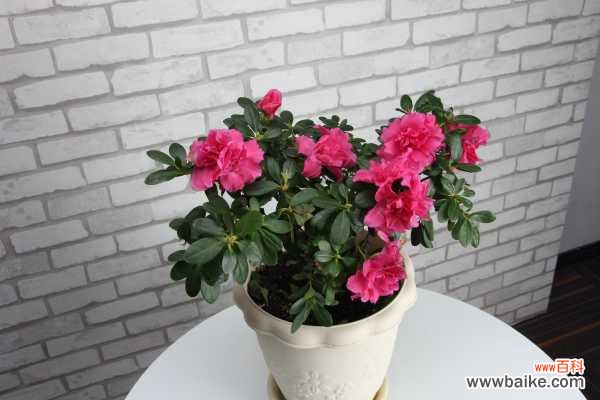 杜鹃花叶子发红怎么办