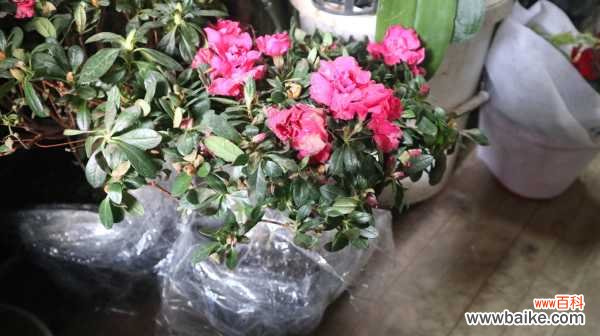 杜鹃花突然蔫了怎么办