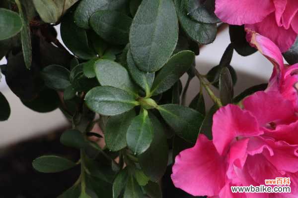 杜鹃花突然蔫了怎么办