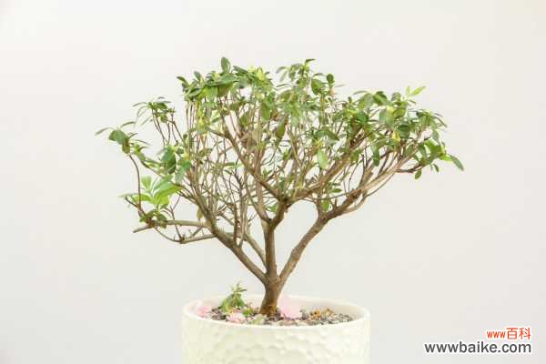 杜鹃花叶子黑了怎么办