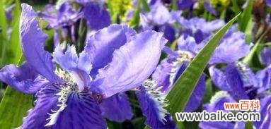 探寻紫罗兰背后的深刻寓意 紫罗兰的花语及其意义