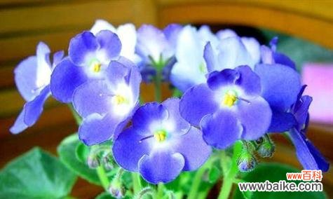 探索紫罗兰花语 紫罗兰花语图片大全