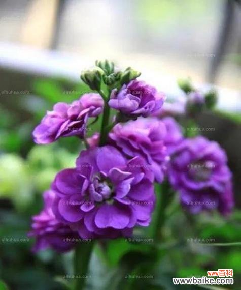 探索紫罗兰花语 紫罗兰花语图片大全