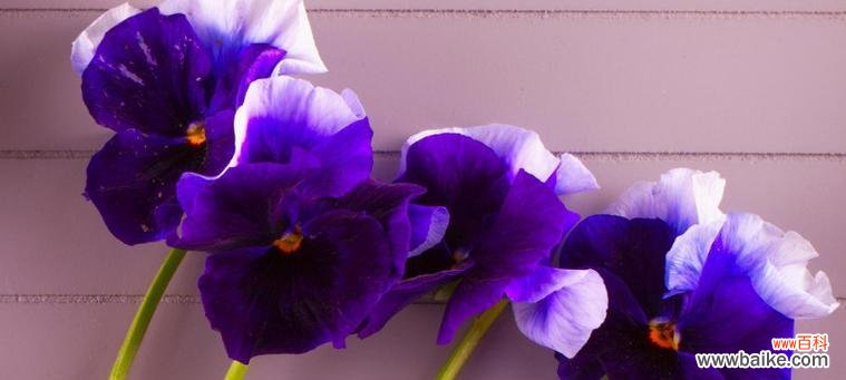 探究紫罗兰花的含义及其在生活中的象征意义 紫罗兰花语