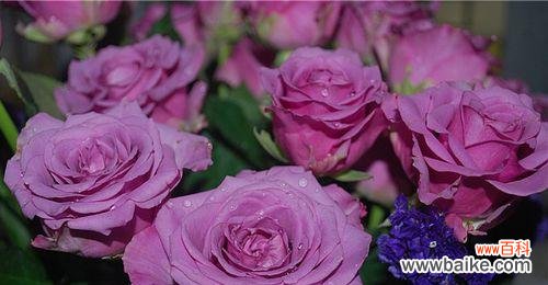 神秘 紫玫瑰的花语与寓意