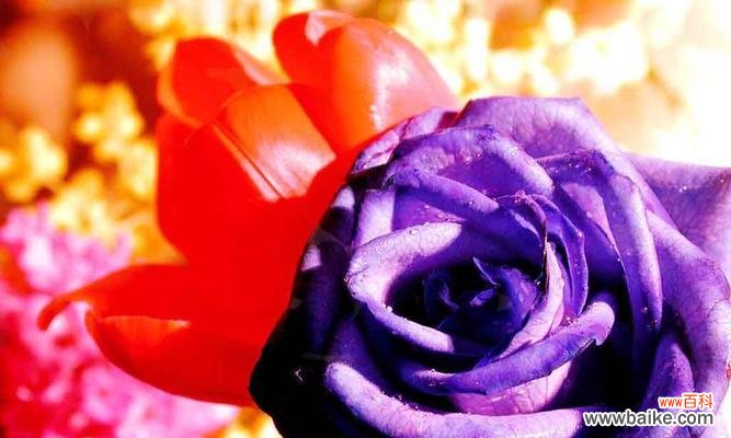 神秘 紫玫瑰的花语与寓意