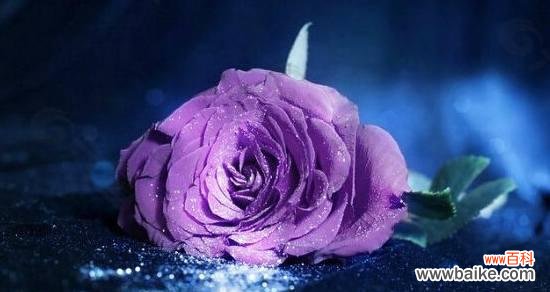 神秘 紫玫瑰的花语与寓意