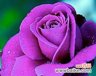 探寻紫玫瑰的神秘语言与象征意义 紫玫瑰花语与寓意