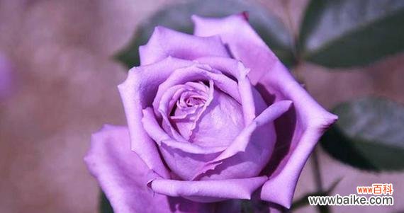 探究紫玫瑰的内涵和意义 紫玫瑰的寓意与象征