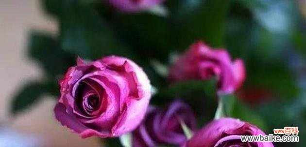 解读紫玫瑰花语 紫玫瑰的花语与意义
