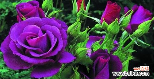 揭秘紫玫瑰的花语及其象征意义 紫玫瑰花语的真正含义