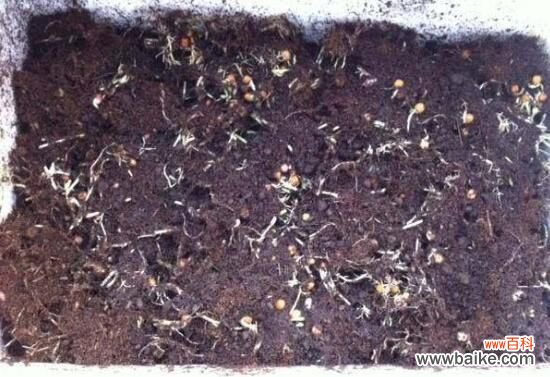 10种简单又有效的自制花肥养花肥秘方