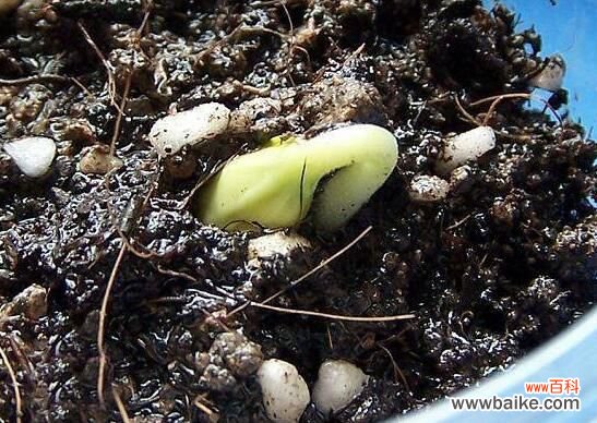 种子催芽方法五种方法:教你种子快速发芽的方法