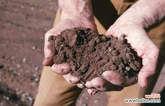 营养土的自制方法:手把手教你自制营养土