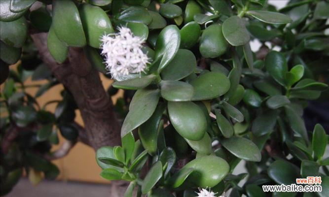 广东万年青开花好吗？其风水寓意是什么？