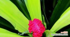 广东万年青开花好吗？其风水寓意是什么？